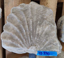 Φωτογραφία του περιγραφόμενου στοιχείου